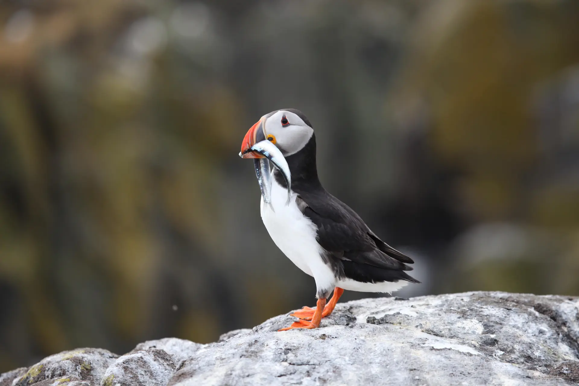 A Puffin holding a fish in its beak